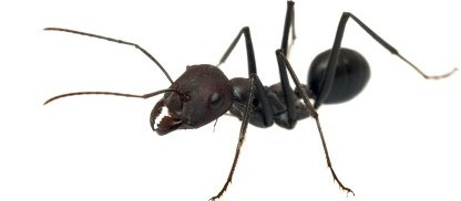 Worker Black Ant