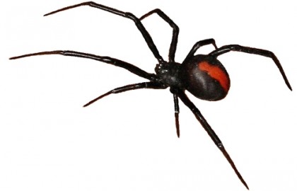 Australian Red Back Spider